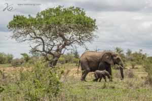 south africa-18.jpg
